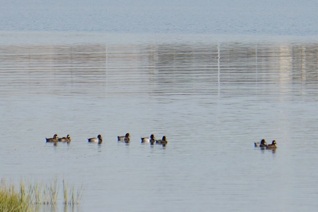 Greater Scaup - ML374697231