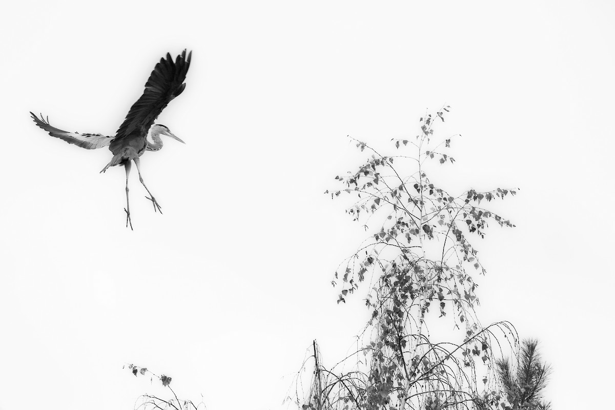 Gray Heron - Marc Werm