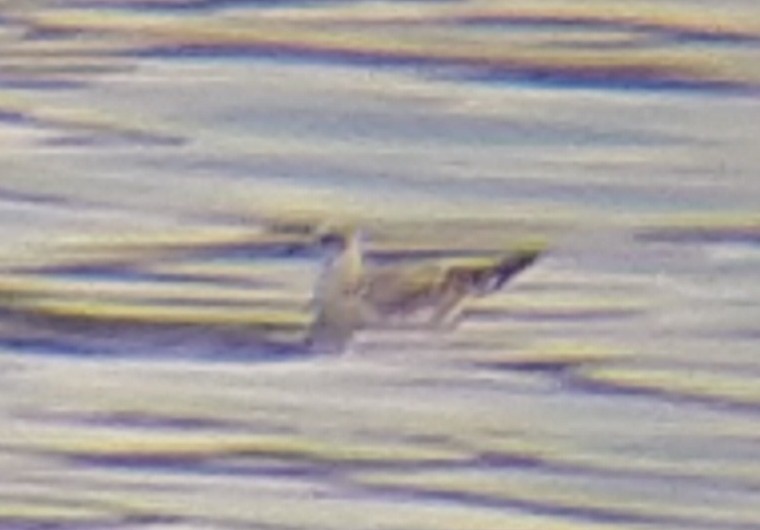 Mediterranean Gull - ML374699551