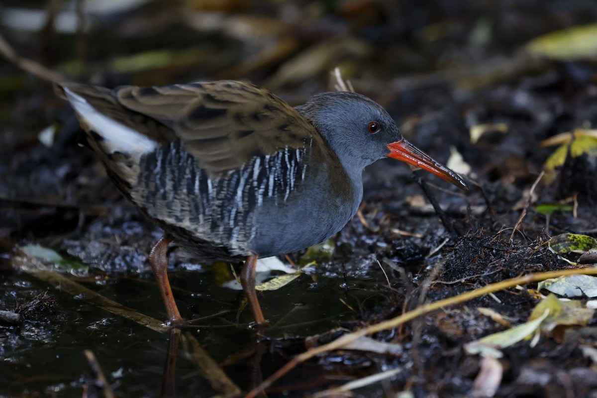 Water Rail - ML374699661
