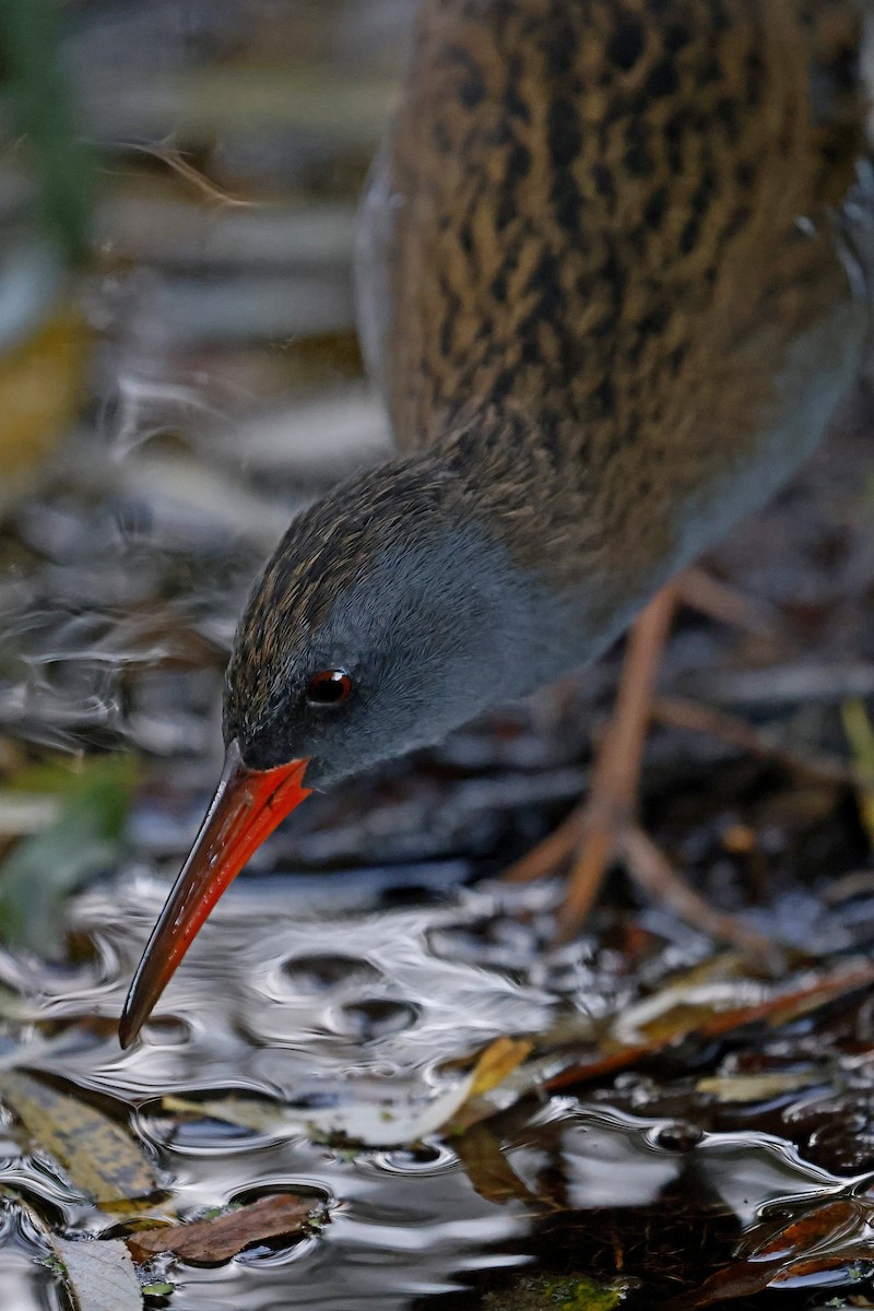 Water Rail - ML374699791