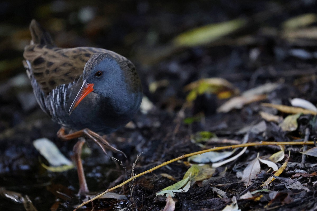 Water Rail - Marc Werm