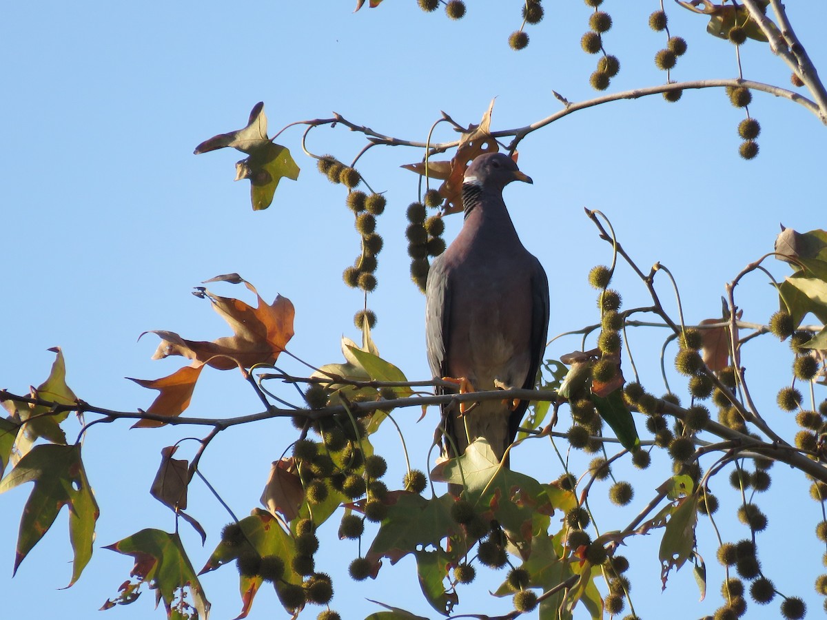 Band-tailed Pigeon - ML374700401