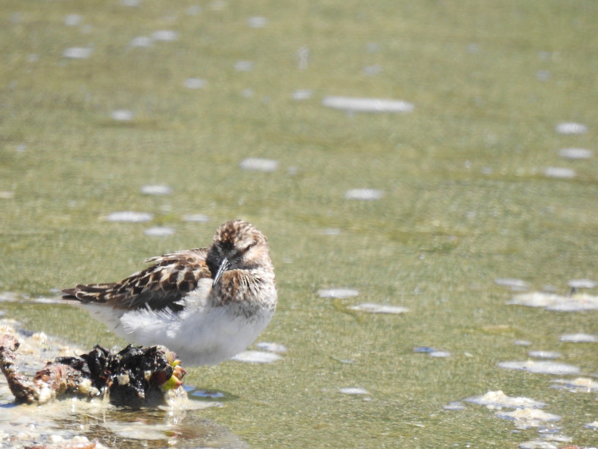 Least Sandpiper - ML374701151