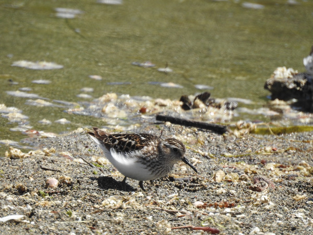 Least Sandpiper - ML374701171