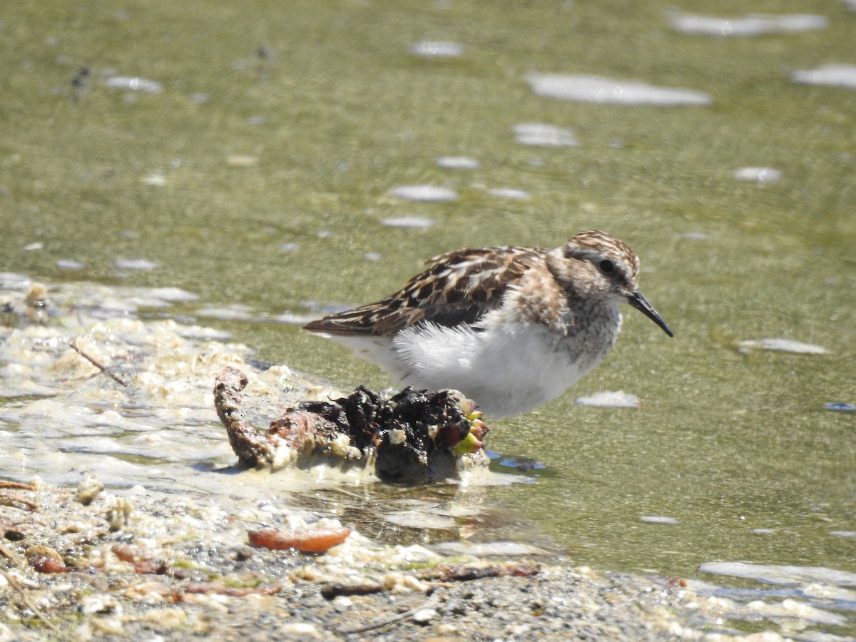 Least Sandpiper - ML374701291