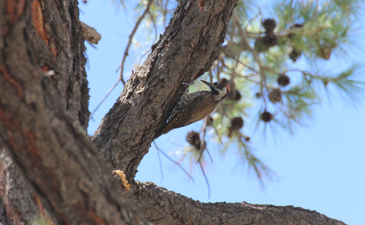 Arizona Woodpecker - ML374702191
