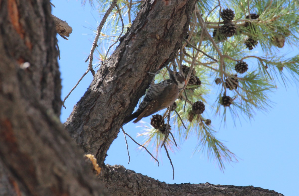Arizona Woodpecker - ML374702211
