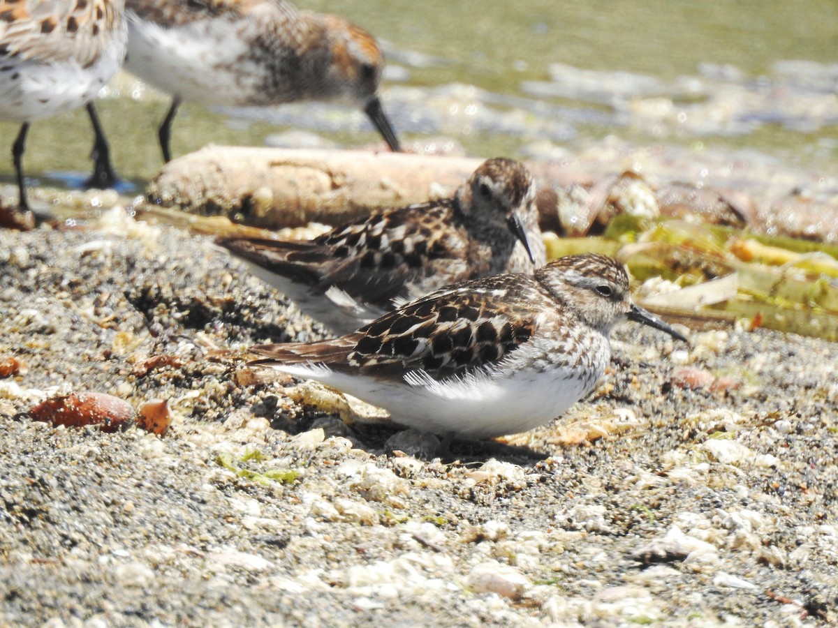 Least Sandpiper - ML374702411