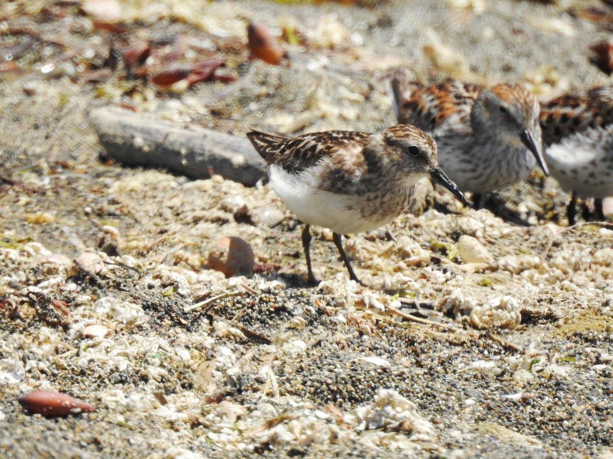 Least Sandpiper - ML374702471