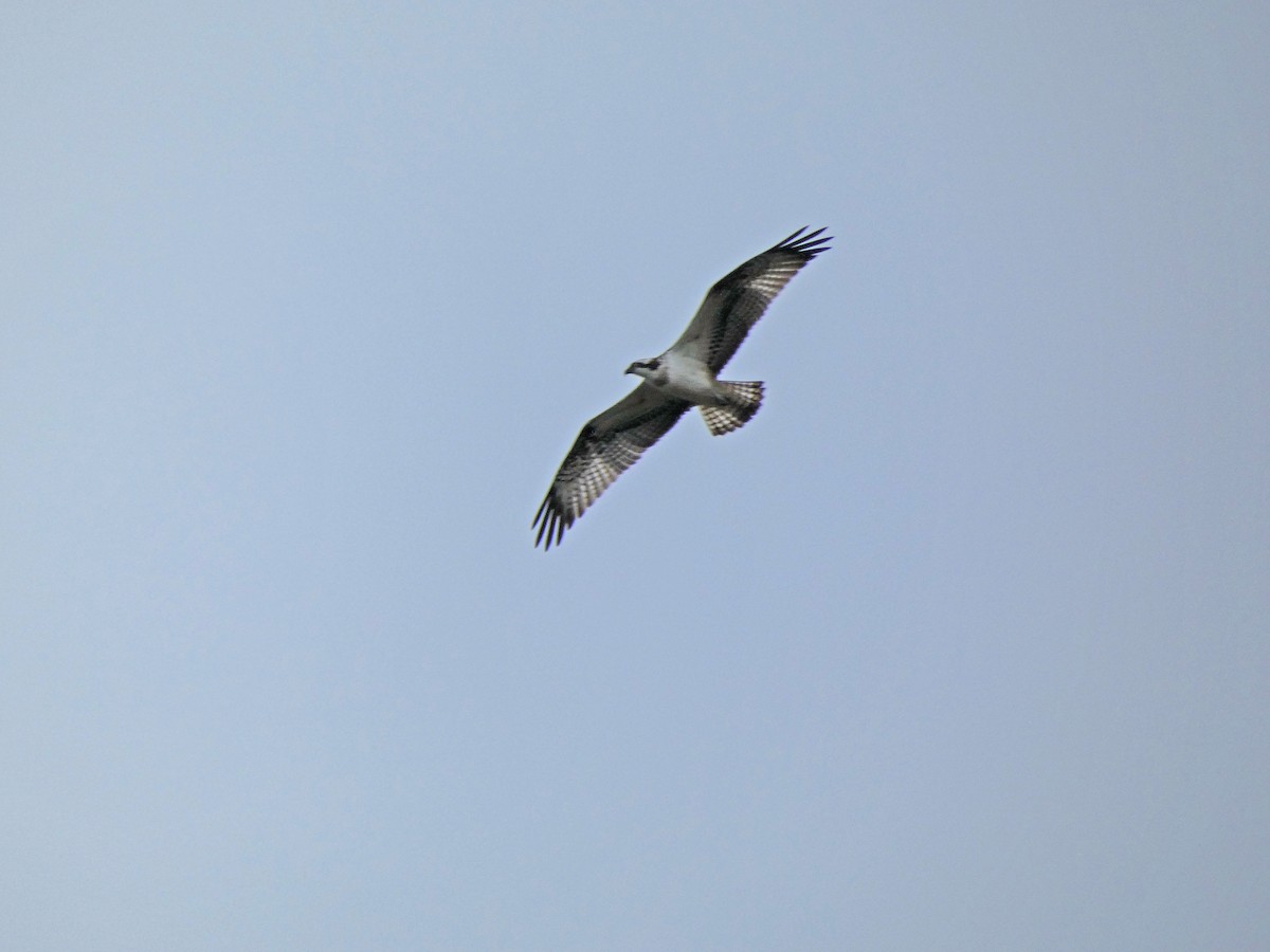 Osprey - Francisco Javier Calvo lesmes