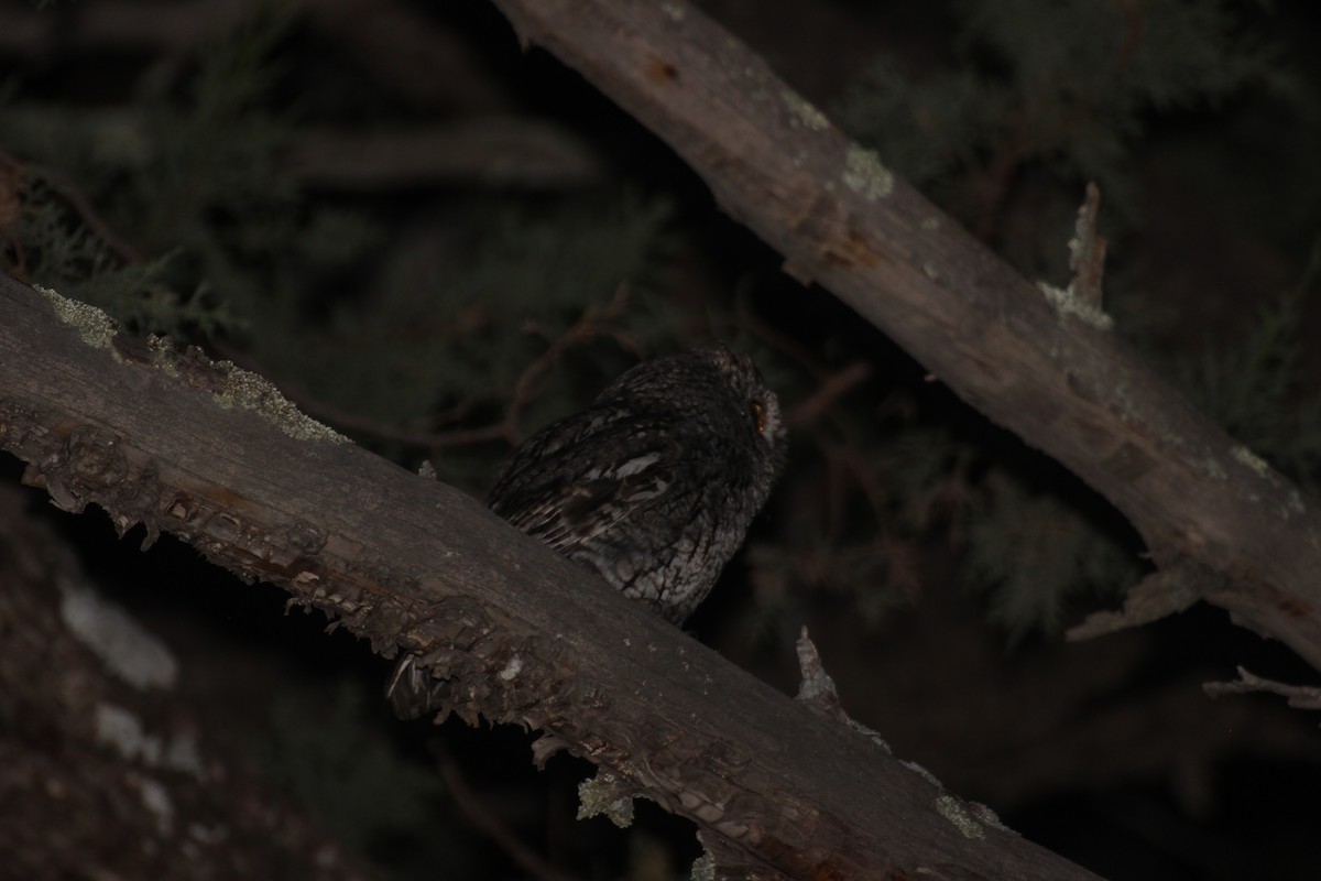 Whiskered Screech-Owl - ML374704661