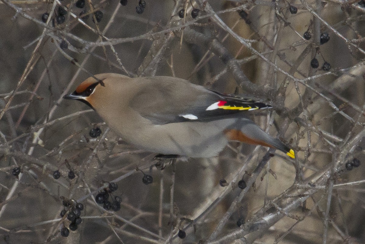 Bohemian Waxwing - ML374706481