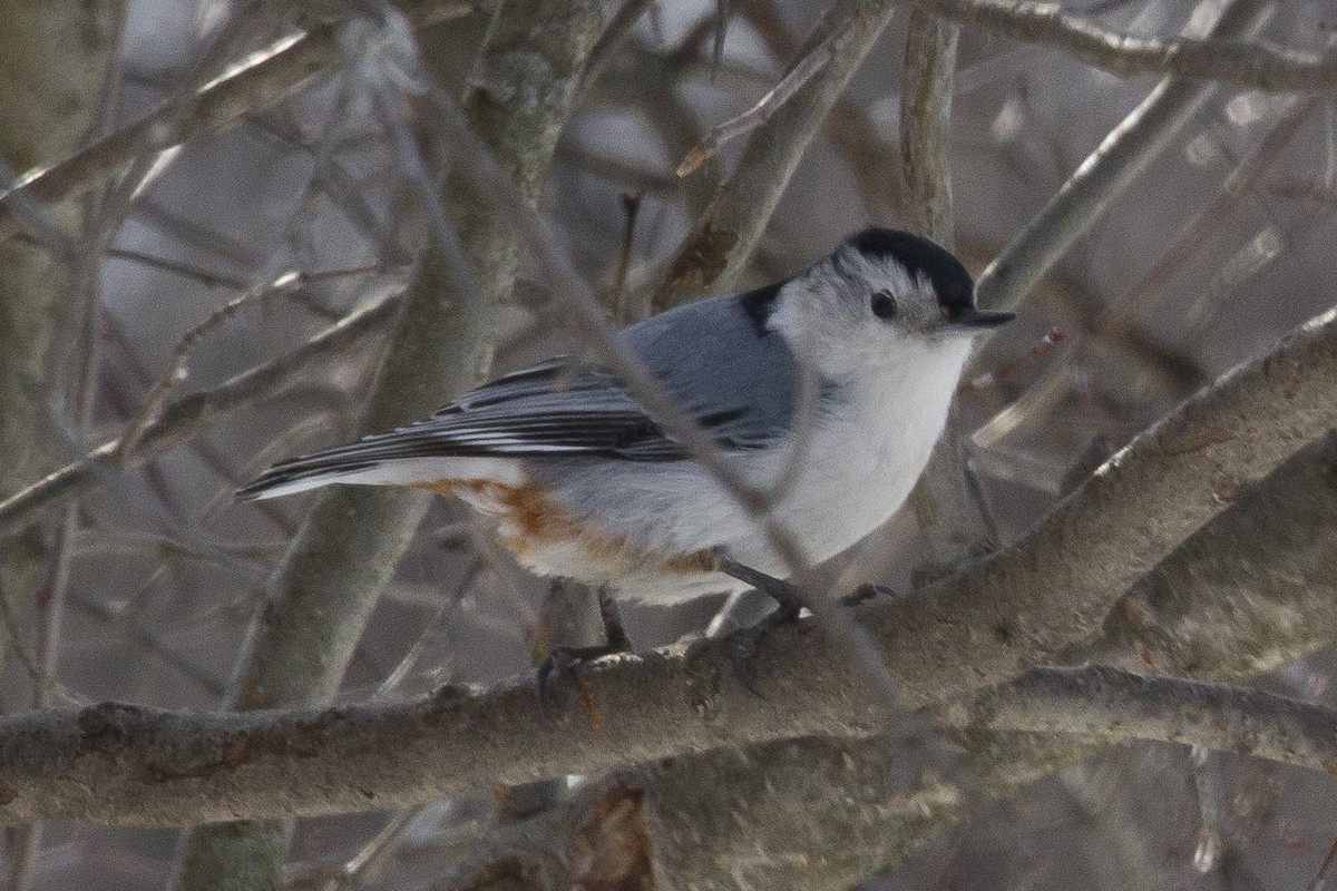 White-breasted Nuthatch - ML374706511