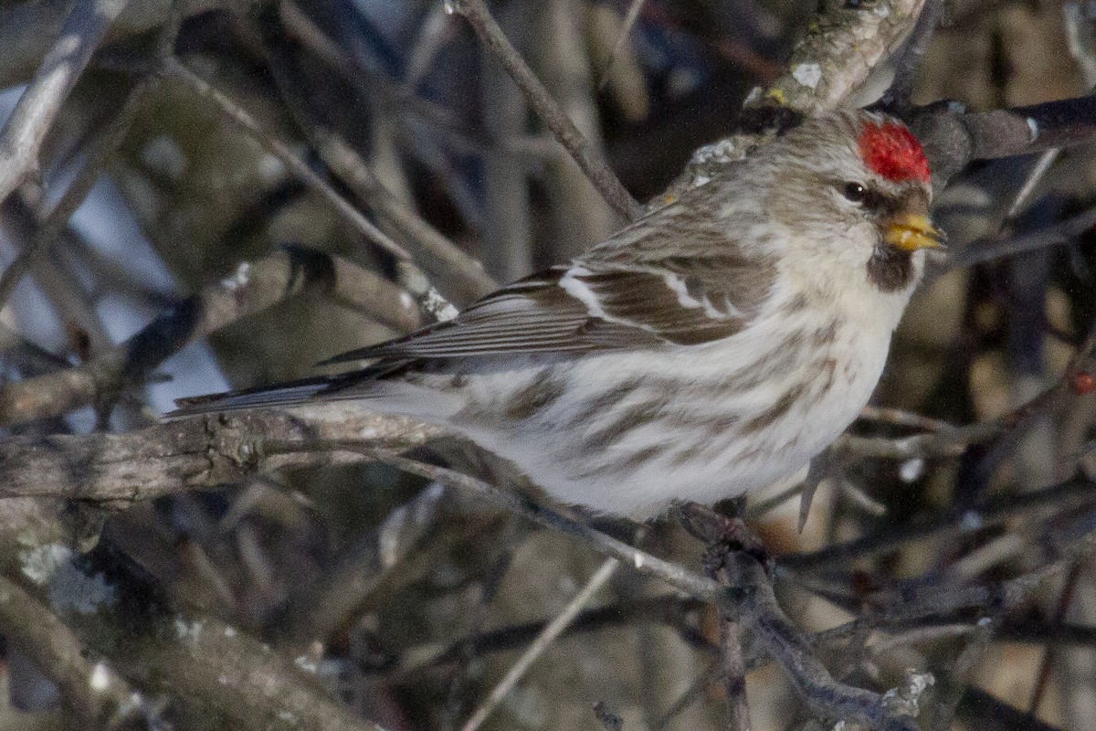 Common Redpoll - ML374706531