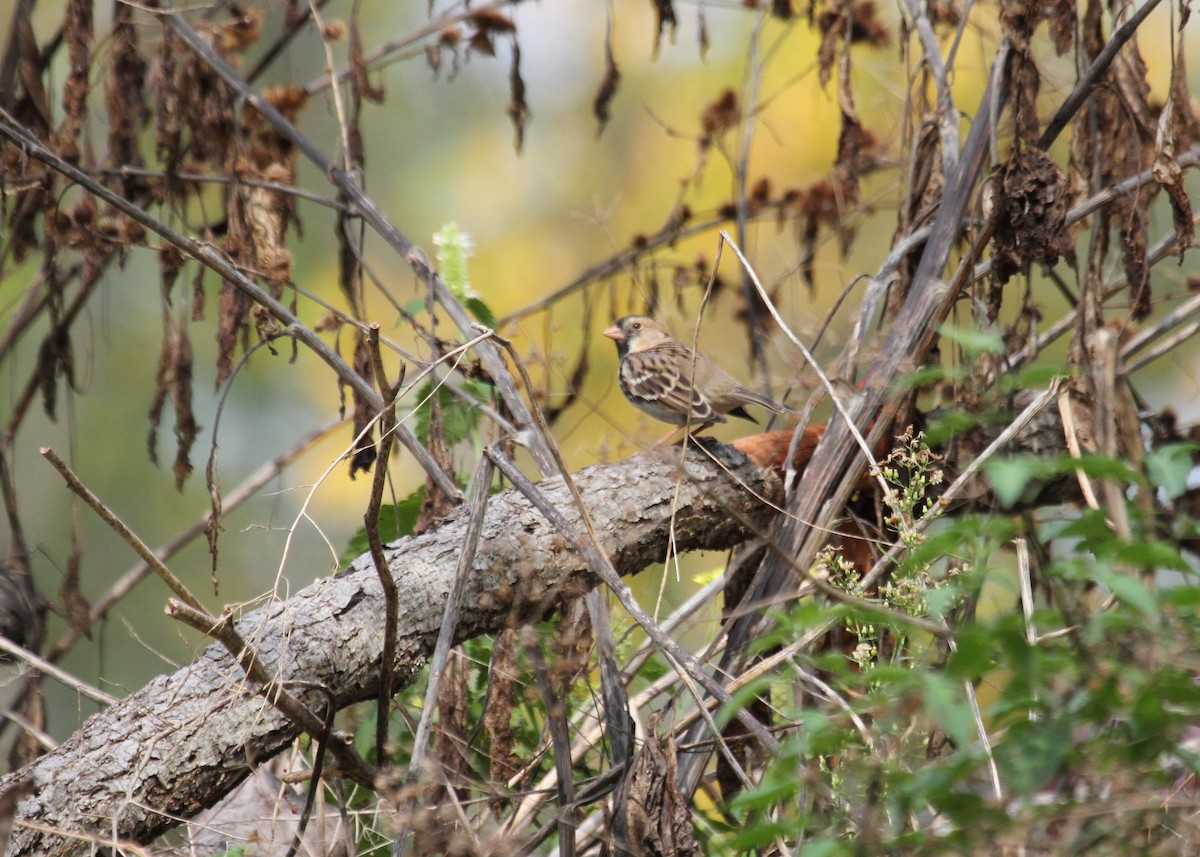 Harris's Sparrow - ML374706991