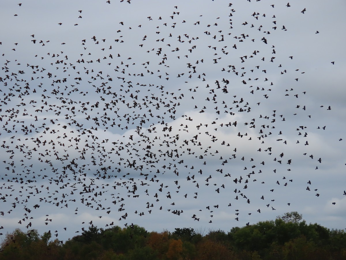 Red-winged Blackbird - ML374707401