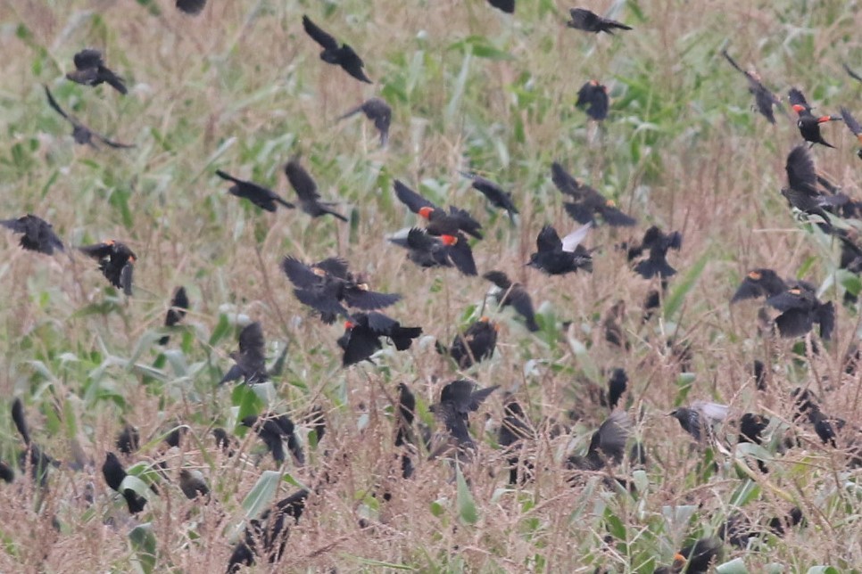 Red-winged Blackbird - ML374707771