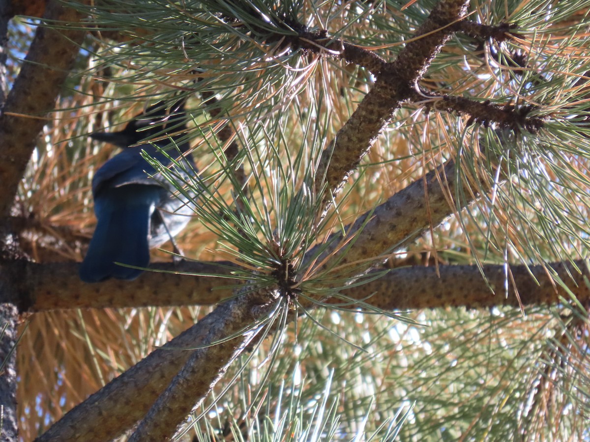 Steller's Jay - Edward Raynor