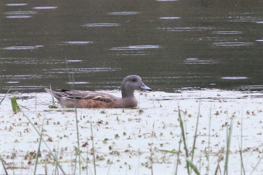 American Wigeon - ML374710171