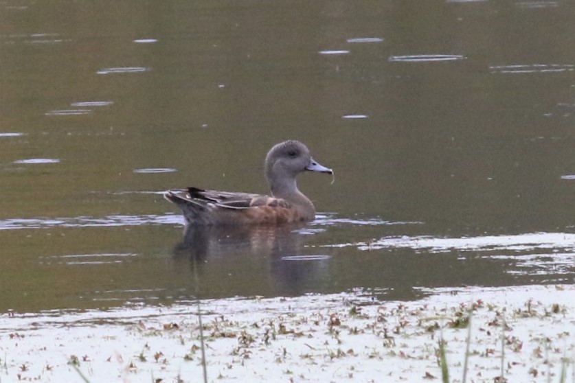 American Wigeon - ML374710191