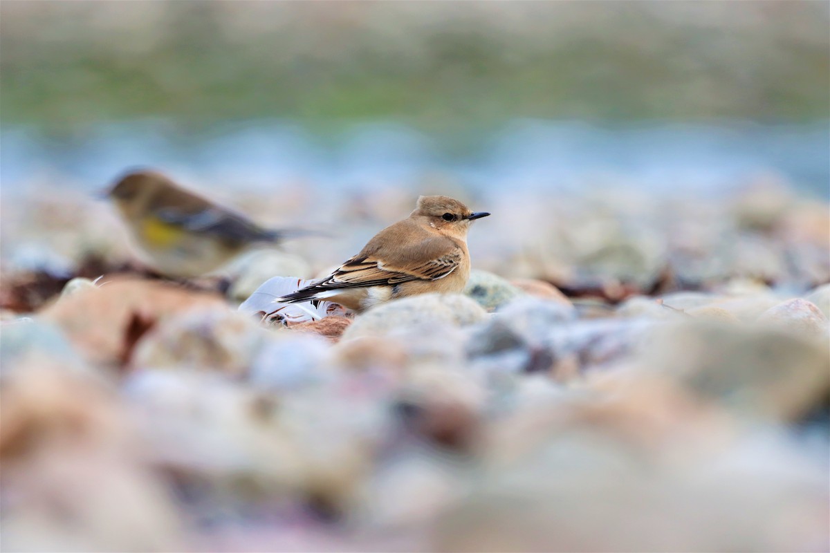 Northern Wheatear - ML374710501