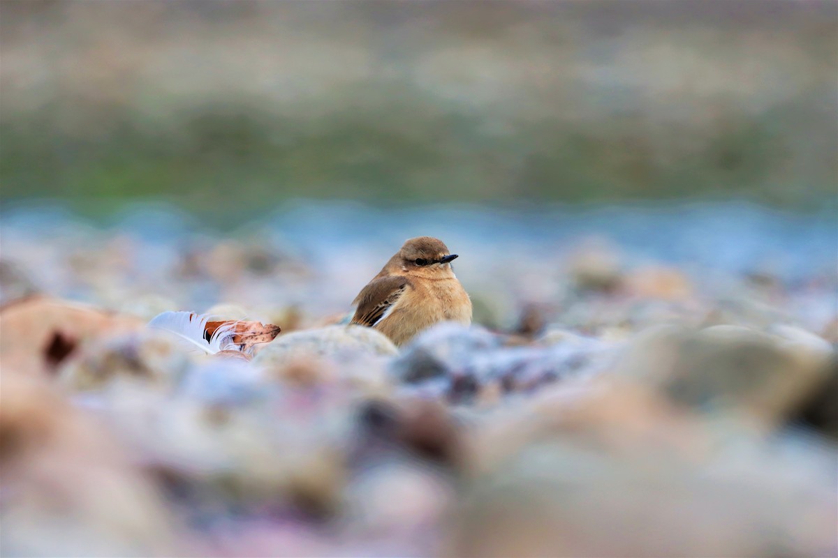 Northern Wheatear - ML374710541