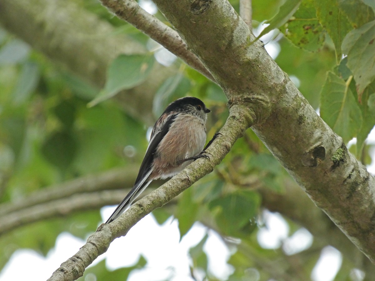 Long-tailed Tit - ML374710781