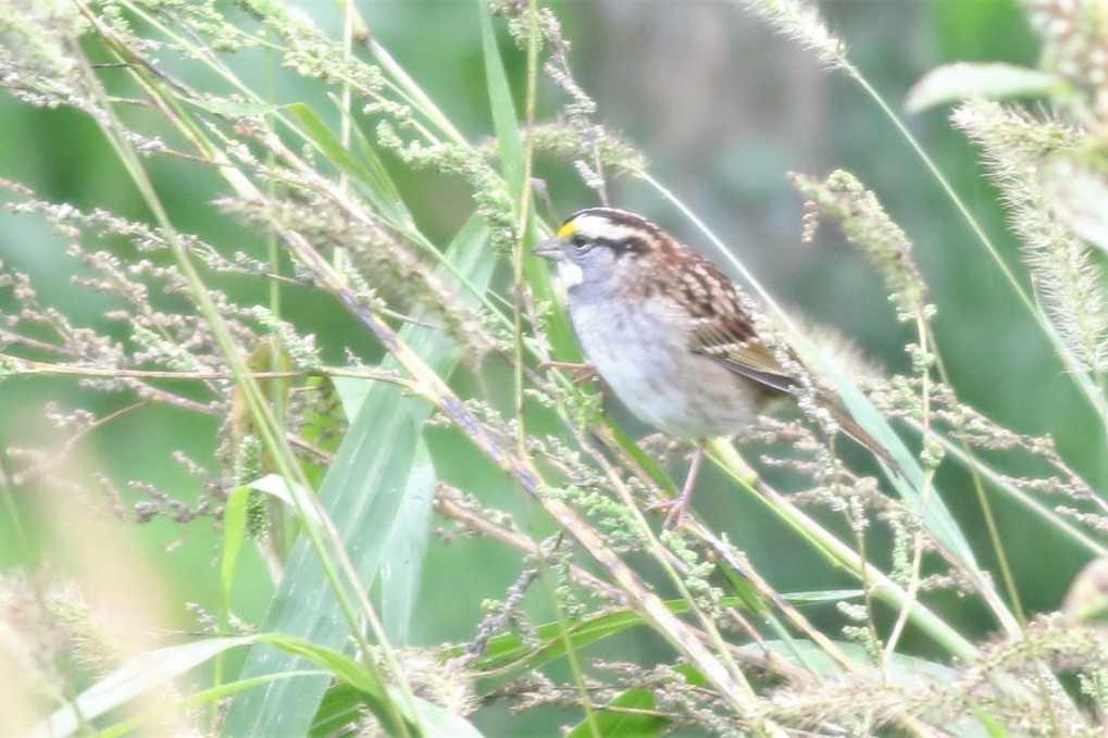 White-throated Sparrow - ML374710841