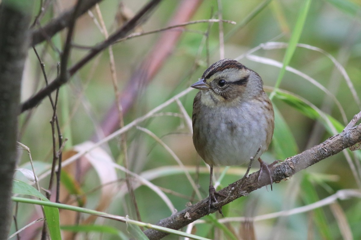Swamp Sparrow - ML374711031