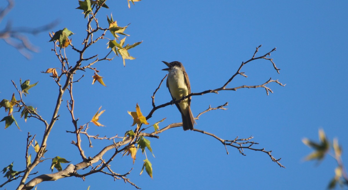 Thick-billed Kingbird - ML374711121