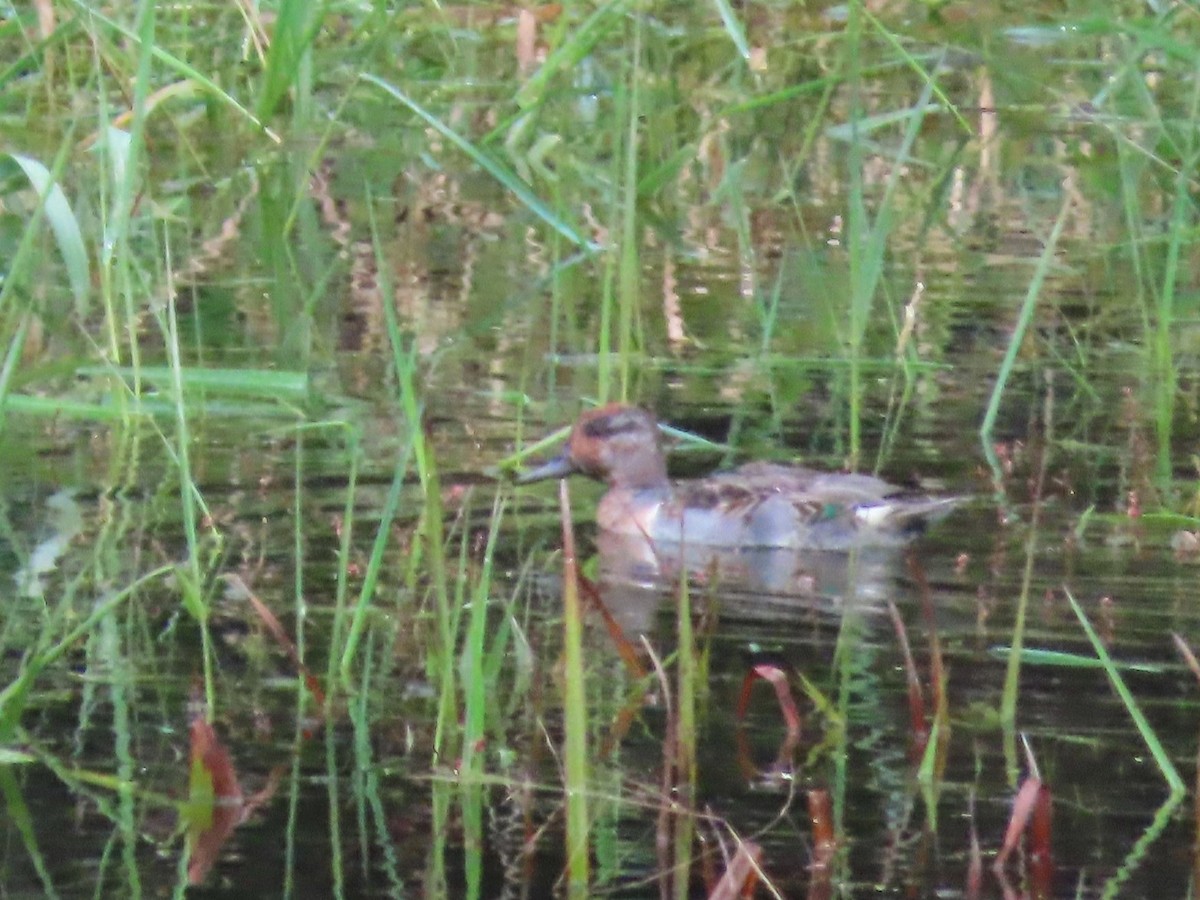 Green-winged Teal - ML374711501