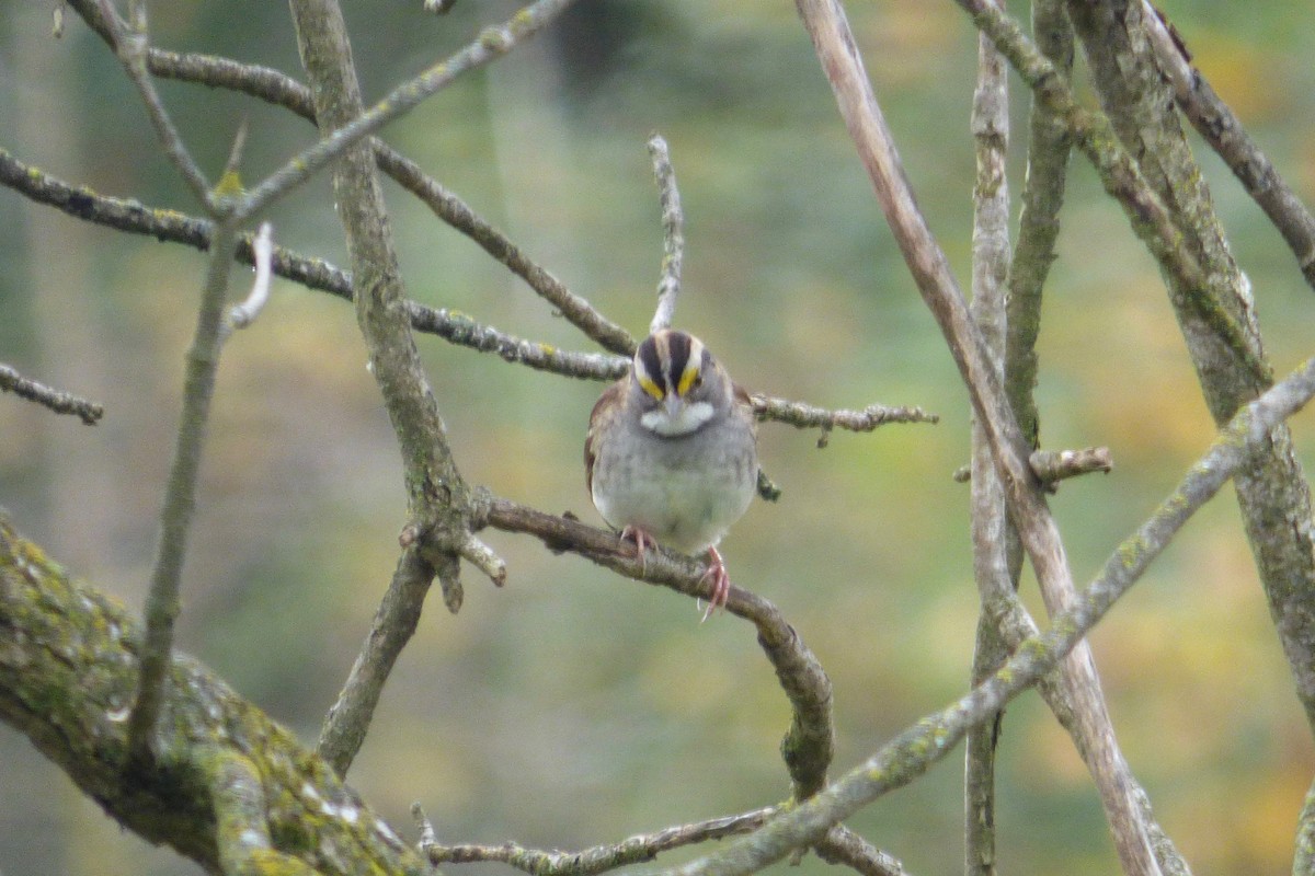 White-throated Sparrow - ML374711891