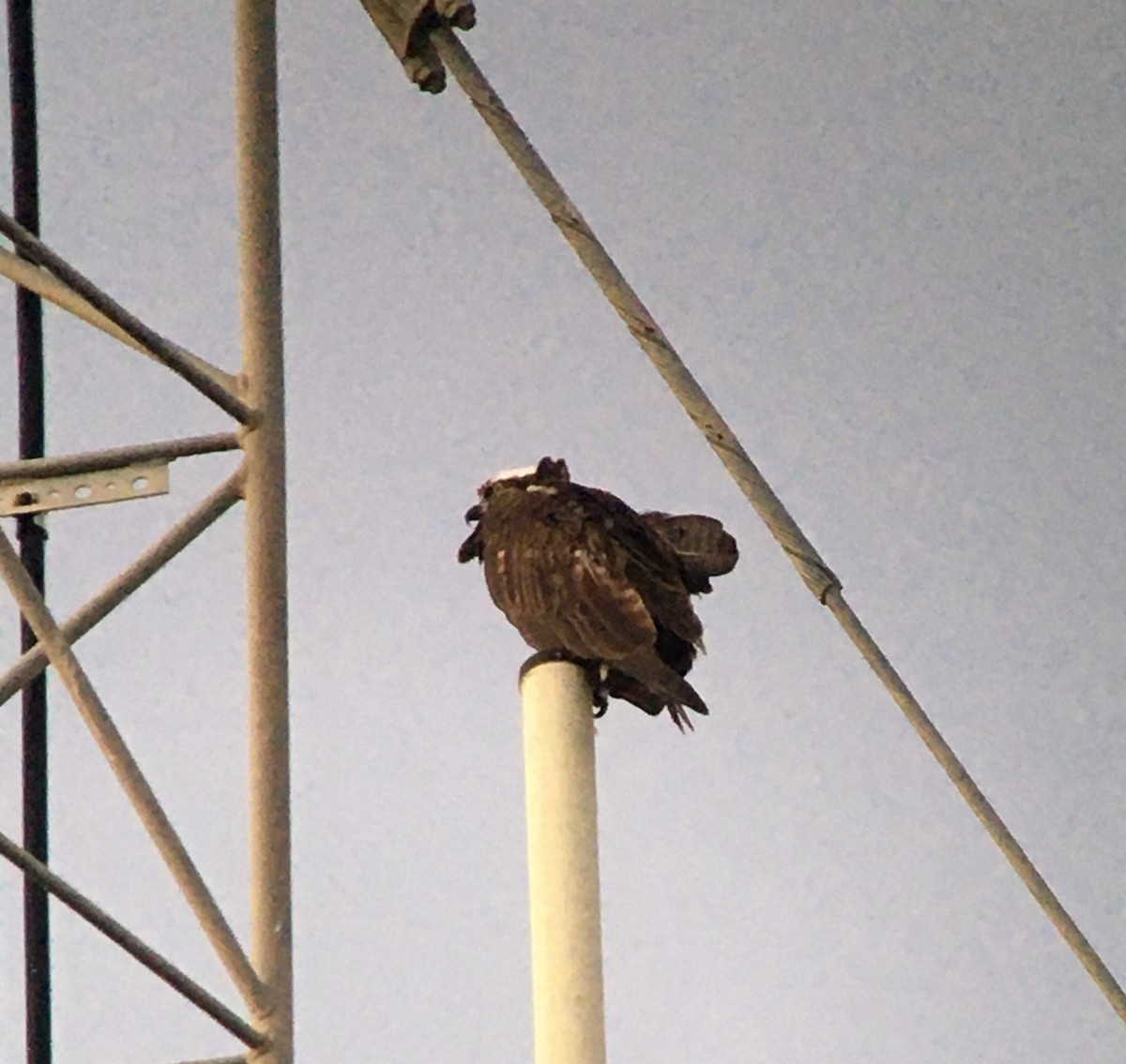 Águila Pescadora - ML374712871