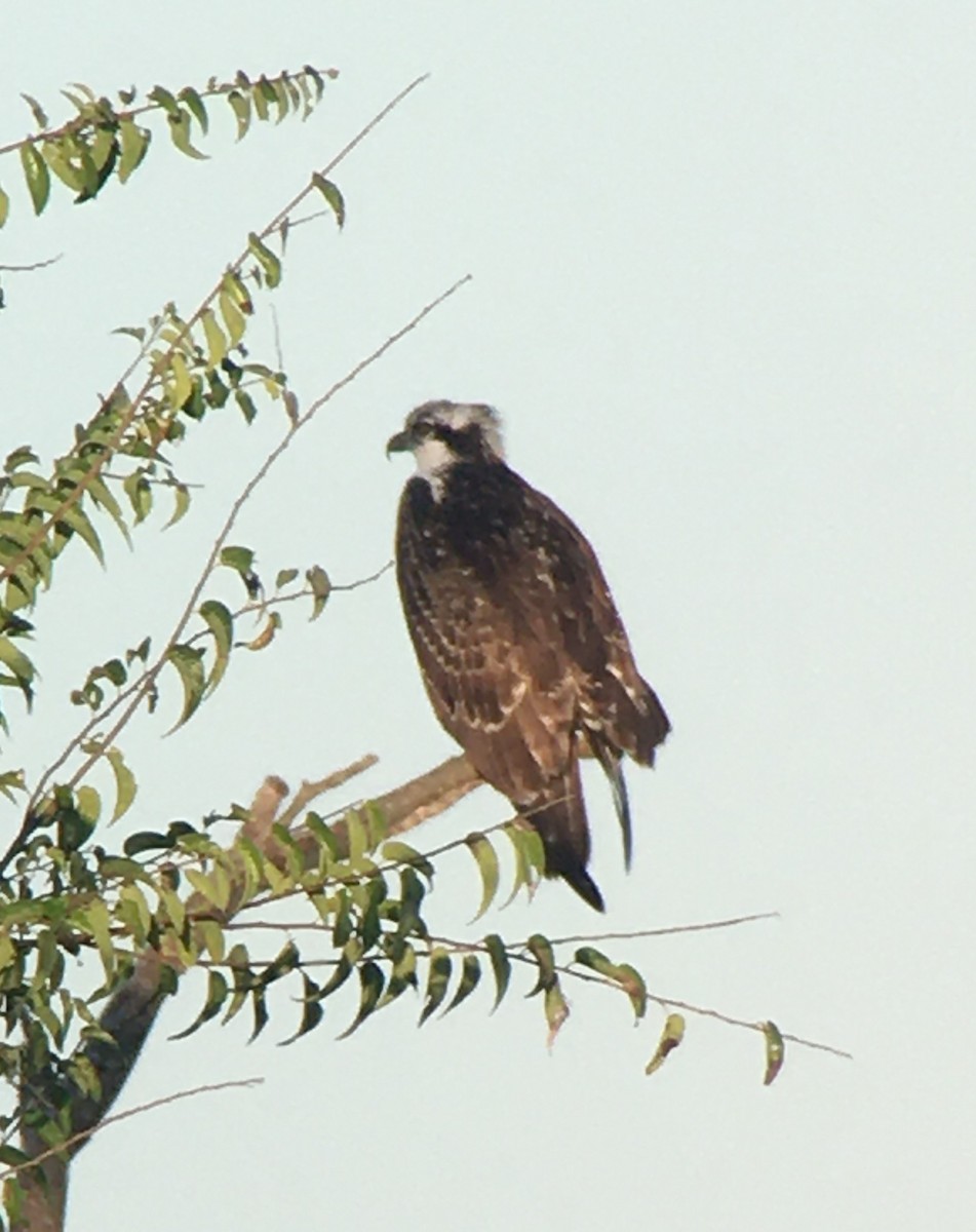 Águila Pescadora - ML374712901