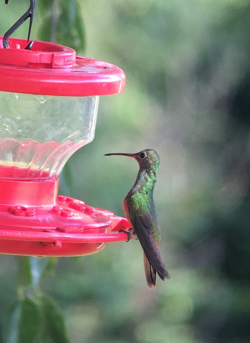 Buff-bellied Hummingbird - ML374713661