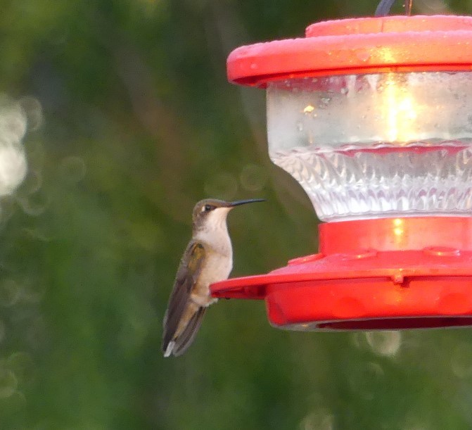 Ruby-throated Hummingbird - ML374713751