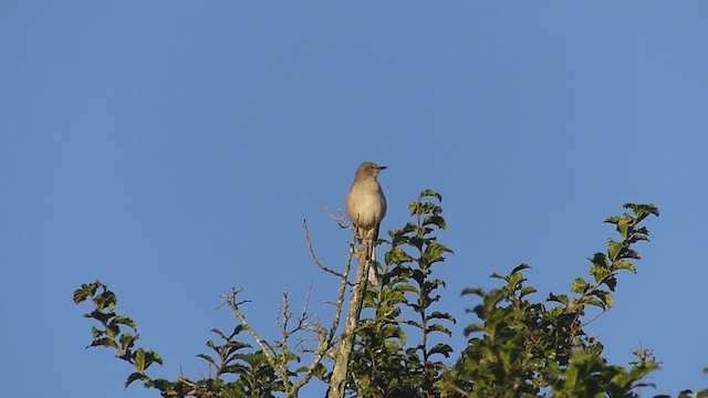 Northern Mockingbird - ML374714411