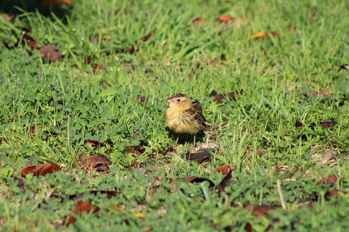 bobolink - ML374714591