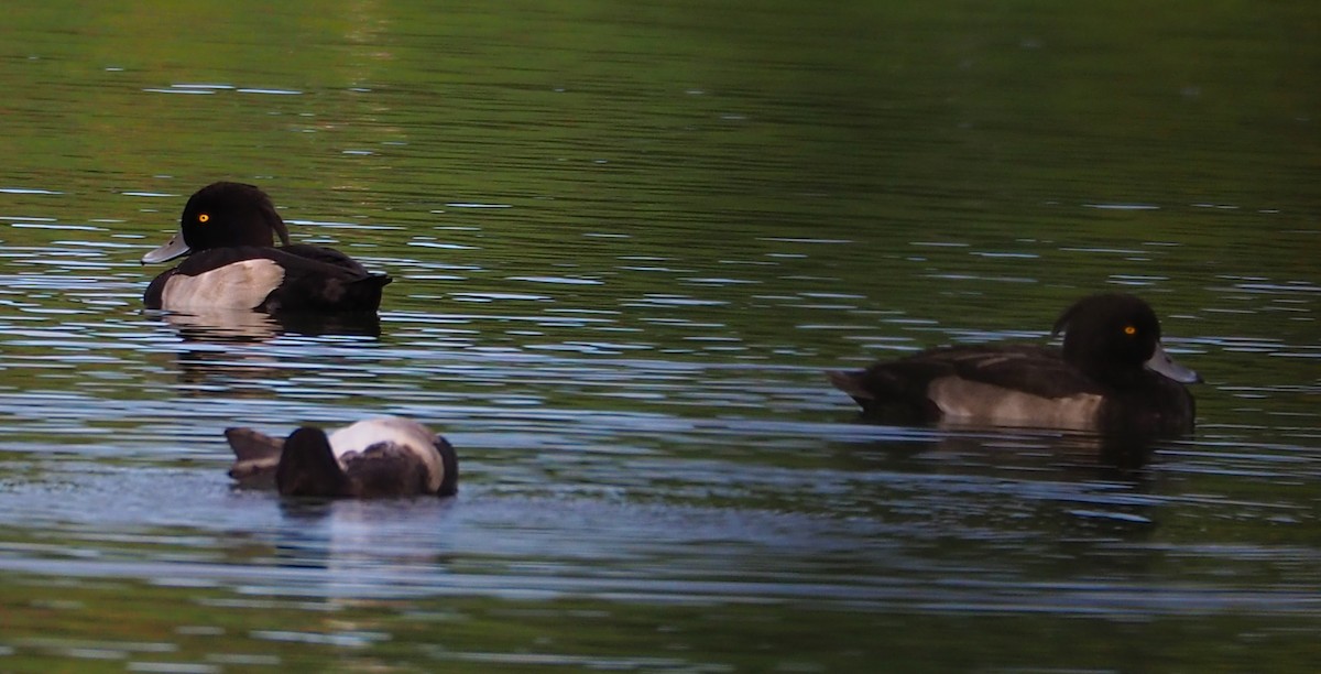 Tufted Duck - ML374715101
