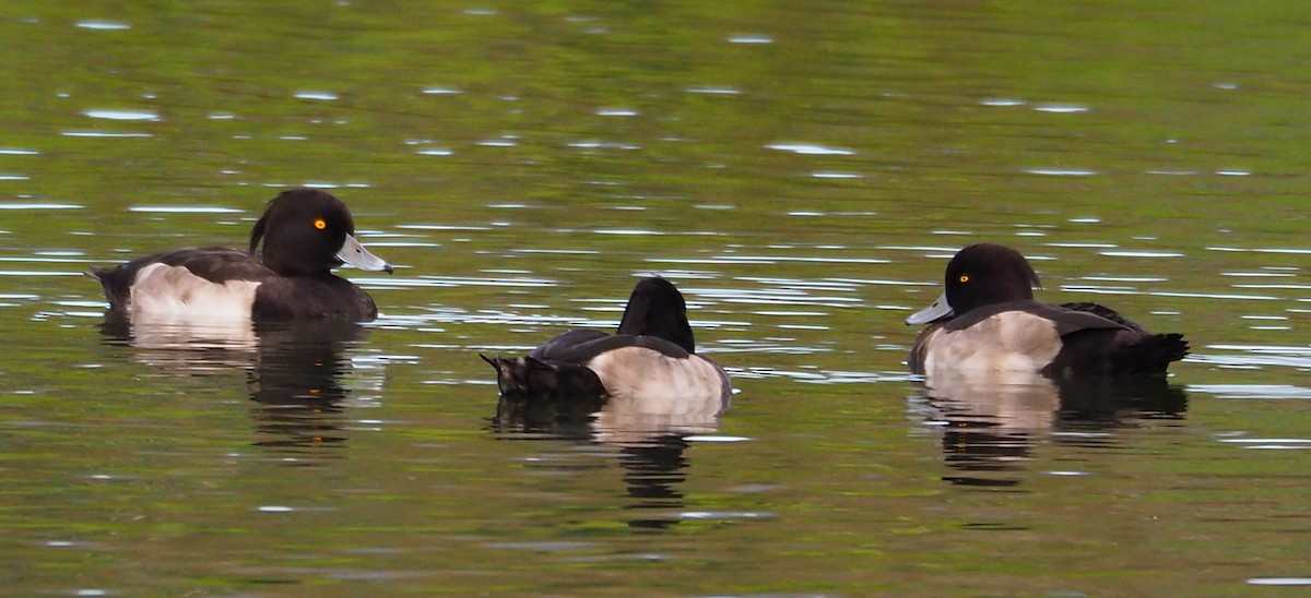 Tufted Duck - ML374715111