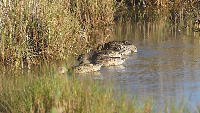 Blue-winged Teal - ML374715301
