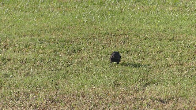 Bronzed Cowbird - ML374715991