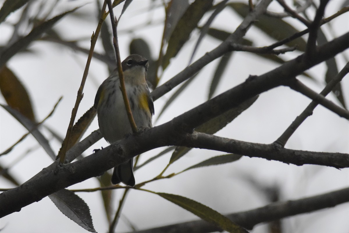 Yellow-rumped Warbler - ML374716391