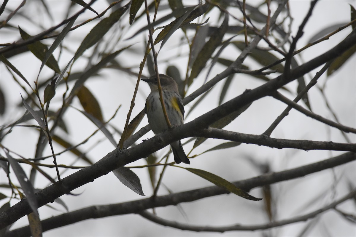 Yellow-rumped Warbler - Kazumi Ohira