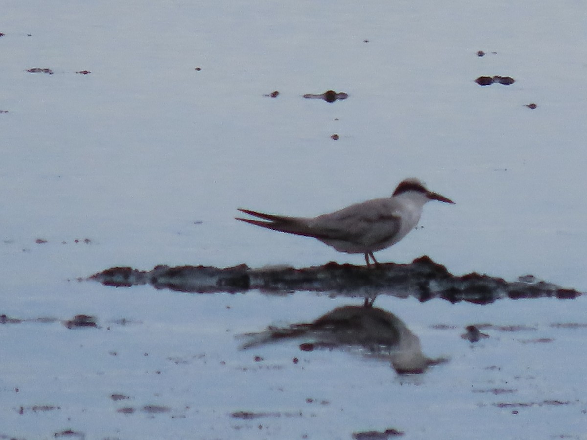 Least Tern - Francisco Emilio Roldan Velasco Tuxtla Birding Club - Chiapas