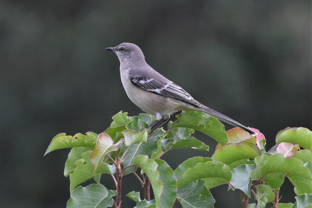 Northern Mockingbird - ML374718321