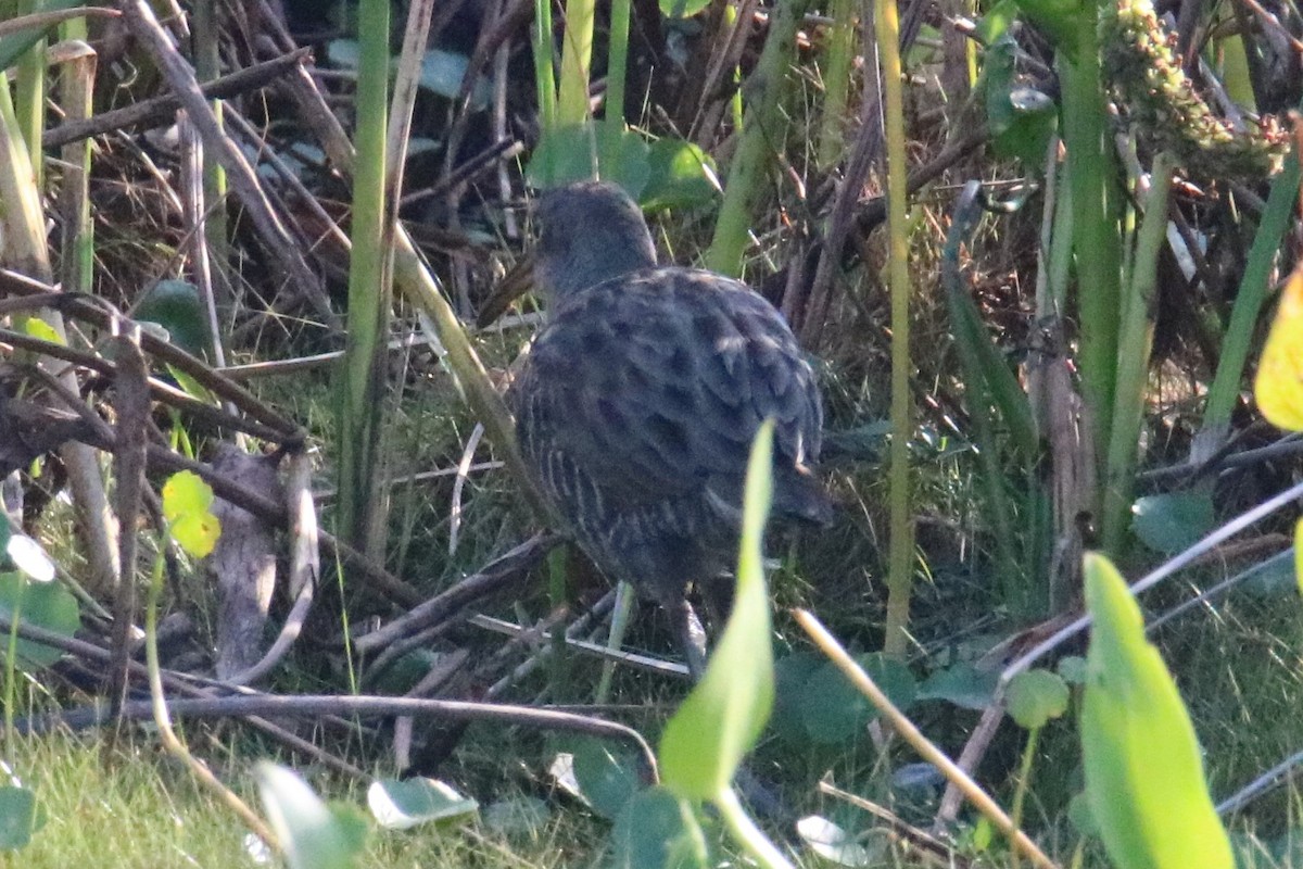 Clapper Rail (Atlantic Coast) - ML374718361