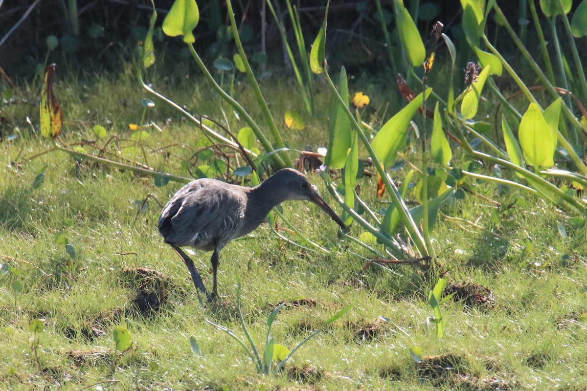 Clapper Rail (Atlantic Coast) - ML374718401