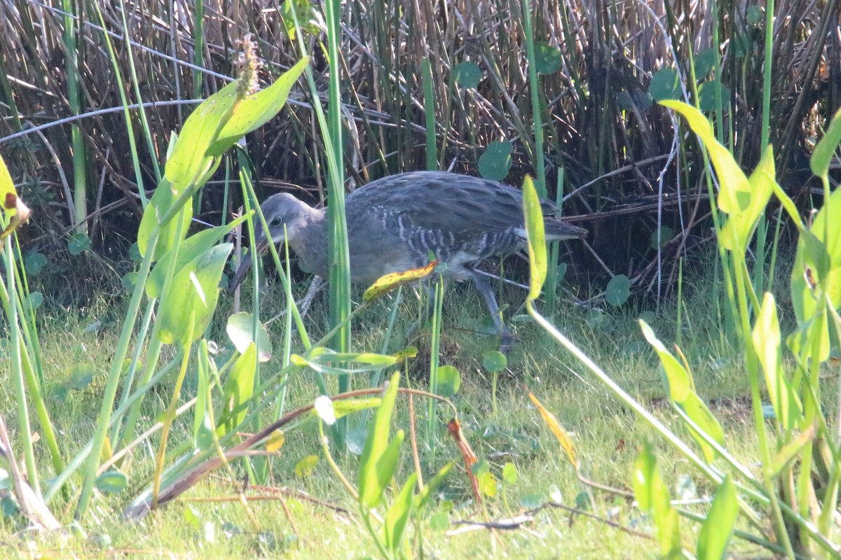 Clapper Rail (Atlantic Coast) - ML374718521